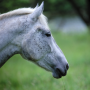 Bachbloesems voor paarden Bachbloesems voor paarden