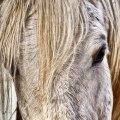 Bachbloesems voor paarden Bachbloesems voor paarden