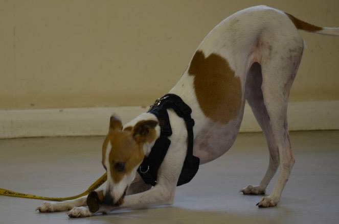 Detectiewerk en gevonden! Helemaal blij! Een blije hond bij Detectiewerk: hij heeft het gevonden!