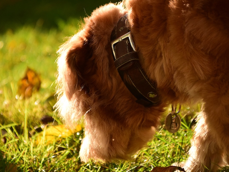 DigiDog Detectiewerk Hond zoekt in grasveldje Detectiewerk met je hond: zoeken in het park of bos