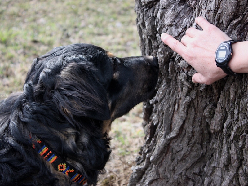 DigiDog Detectiewerk Hond Zoekt in Boom Detectiewerk met je hond: zoeken in boomstam