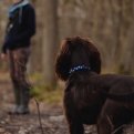 5 redenen dat je pup niet komt 5 redenen dat je pup niet komt
