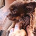 Niet optillen, je hond heeft 4 pootjes Niet optillen, je hond heeft 4 pootjes