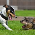 Spelende Pups en waar je op moet letten Spelende Pups en waar je op moet letten