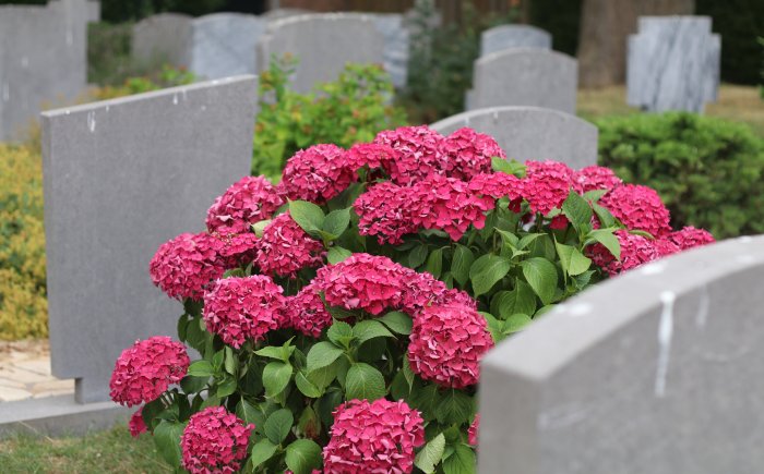 Grafsteen plaatsen Algemene Begraafplaats Heinkenszand Wanneer mag je een grafsteen plaatsen op de Algemene Begraafplaats in Heinkenszand?
