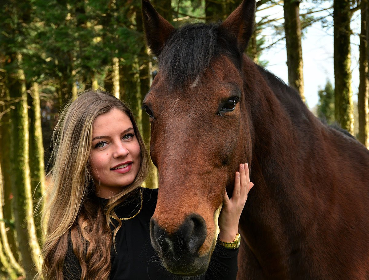 Paard portretfoto Paard portretfoto