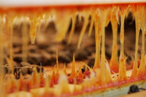 propolis-natuurlijk-antibioticum propolis-natuurlijk-antibioticum