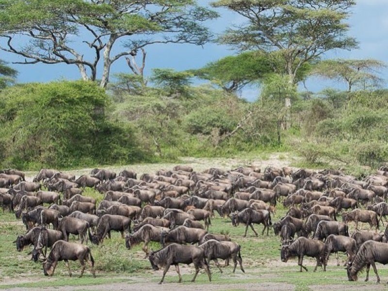 Tanzania Great Migration Tanzania Great Migration