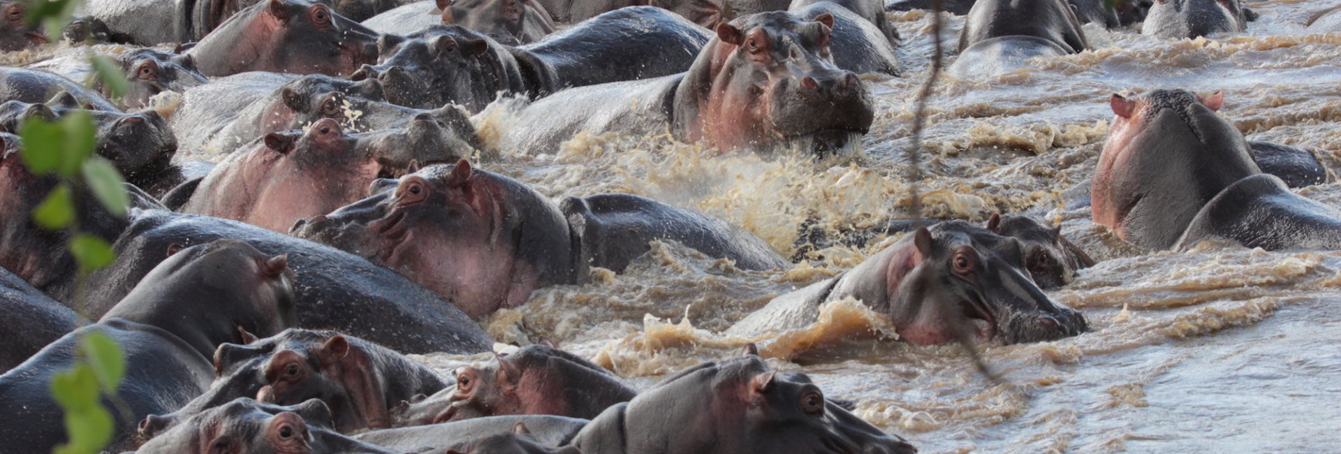 Hippo's on Safari Tanzania Hippo's on Safari Tanzania