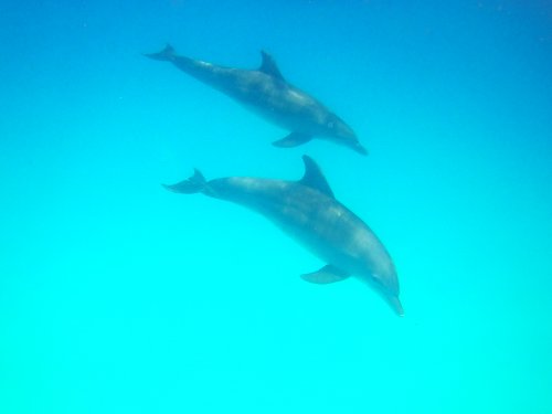 Zanzibar Dolphin trip Zanzibar Dolphin trip