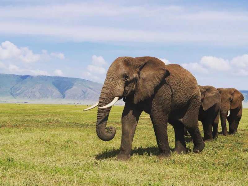 Tanzania Safari Elephant Tanzania Safari Elephant