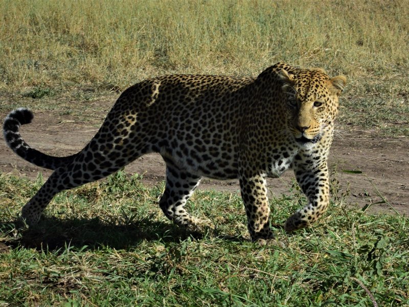 Tanzania Safari Leopard Tanzania Safari Leopard