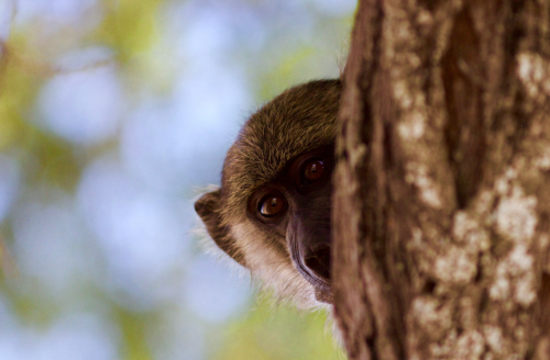 Zanzibar Jozani Forest Tour Zanzibar Jozani Forest Tour
