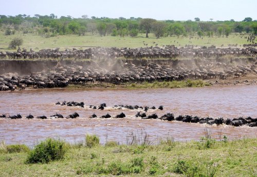 Tanzania Great Migration River Crossing Tanzania Great Migration River Crossing