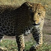 Tanzania Safari Leopard Tanzania Safari Leopard