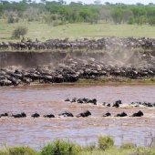 Tanzania Safari Great Migration Tanzania Safari Great Migration