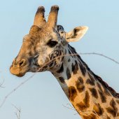 Tanzania Safari Veilig? Tanzania Safari Veilig?