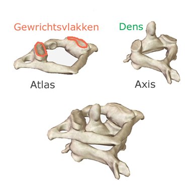 De atlas en de axis van de nek De atlas en de axis van de nek