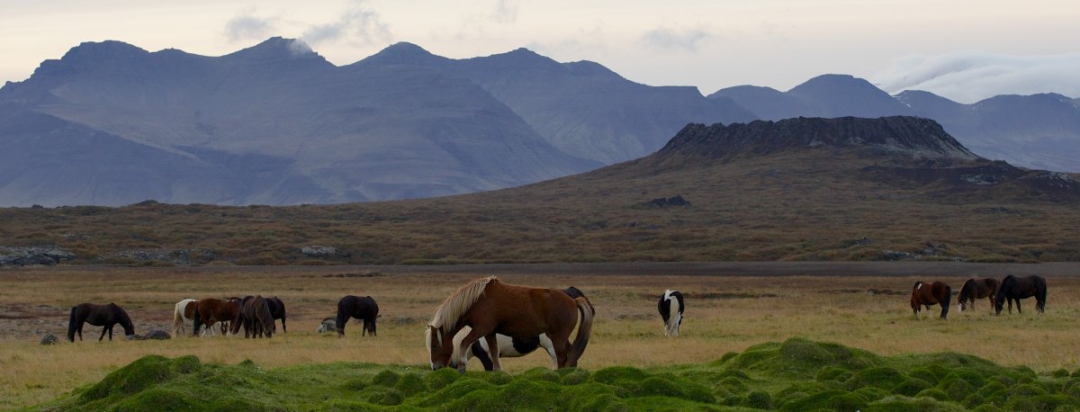 Skagafjördur, Ijslandse Paarden Vakantie IJsland